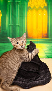 Rescue Domestic Short Hair Cats for Adoption in Fort Worth, Texas - Patrick | PetCurious