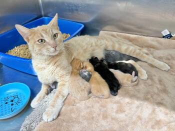 Sharon Marsh -  Domestic Short Hair Cat for Adoption in Glenfield, New York - Sharon Marsh | PetCurious