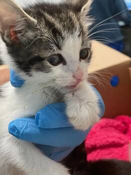Sax -  Domestic Short Hair Cat for Adoption - Sax | PetCurious