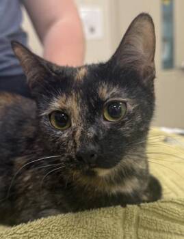 Luna Jean -  Domestic Short Hair Cat for Adoption in Fishers, Indiana - Luna Jean | PetCurious