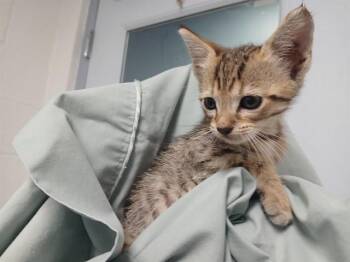 A2477457 -  Domestic Short Hair Cat for Adoption in Fort Lauderdale, Florida - A2477457 | PetCurious