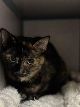 Rescue Domestic Short Hair Cats for Adoption in Aliquippa, Pennsylvania - TWILA | PetCurious