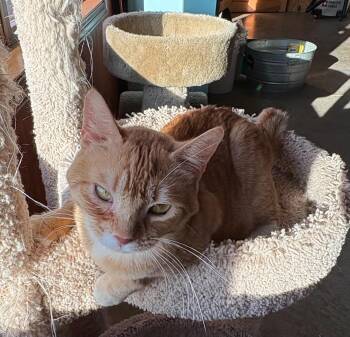 Chip -  Domestic Short Hair Cat for Adoption in Dalzell, Illinois - Chip | PetCurious