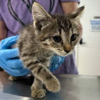 Katniss -  Domestic Short Hair Cat for Adoption in Livingston, Texas - Katniss | PetCurious