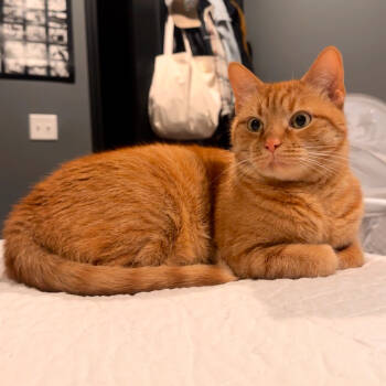 Rescue Domestic Short Hair Cats for Adoption in Hernando, Mississippi - Peter | PetCurious