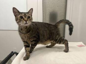 Domestic Short Hair Cats Available for Adoption in Kansas City, Missouri - Gemstone | PetCurious