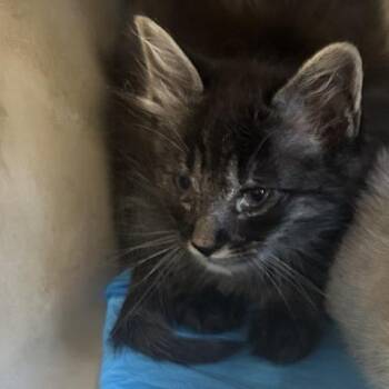 Dumpling -  Domestic Short Hair Cat for Adoption in Philadelphia, Pennsylvania - Dumpling | PetCurious