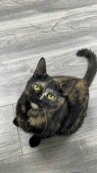 Domestic Short Hair Cats Available for Adoption in Maryville, Tennessee - Spice | PetCurious