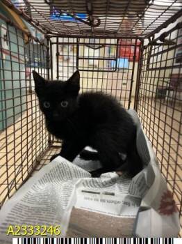 Domestic Short Hair Cats Available for Adoption in West Palm Beach, Florida - AGNES | PetCurious