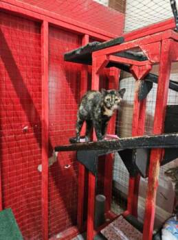 Rescue Tortoiseshell Cats for Adoption in Centerville, Georgia - Hannah | PetCurious