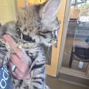 Cuddle Feets -  Domestic Medium Hair Cat for Adoption in Asheville, North Carolina - Cuddle Feets | PetCurious