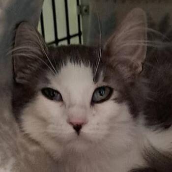 Missy Elliot -  Domestic Medium Hair Cat for Adoption in Chicago, Illinois - Missy Elliot | PetCurious