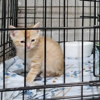 Tator-Tot -  Domestic Short Hair Cat Available for Adoption in Mondovi, Wisconsin - Tator-Tot | PetCurious