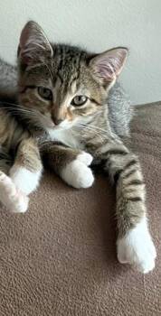 HOLLY -  Domestic Short Hair Cat for Adoption in Louisville, Kentucky - HOLLY | PetCurious
