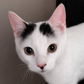 Domestic Short Hair Cats Available for Adoption in Liverpool, Texas - Yang | PetCurious