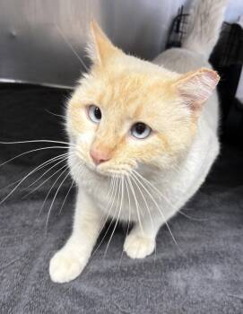 Domestic Short Hair and Siamese Cats Available for Adoption in Rochester, Indiana - Felix ~ Sponsored Adopt Fee | PetCurious