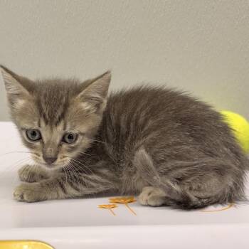 Ava -  Domestic Short Hair Cat for Adoption in Tampa, Florida - Ava | PetCurious