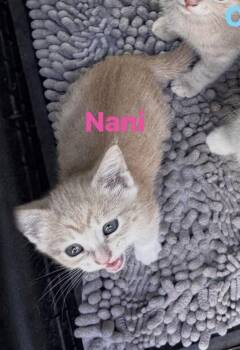 Nani -  Domestic Short Hair Cat for Adoption in Cowlesville, New York - Nani | PetCurious
