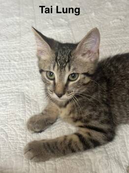 Tai Lung -  Tabby Cat for Adoption in Plumerville, Arkansas - Tai Lung | PetCurious