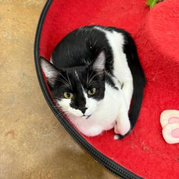 Jazz -  Domestic Short Hair Cat for Adoption in Tuscaloosa, Alabama - Jazz | PetCurious