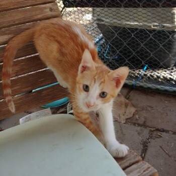 Rescue Domestic Short Hair Cats for Adoption in Fischer, Texas - Princess Zoomie | PetCurious