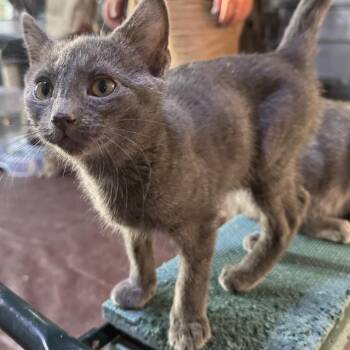 Hitchy -  American Shorthair Cat for Adoption in Glenelg, Maryland - Hitchy | PetCurious