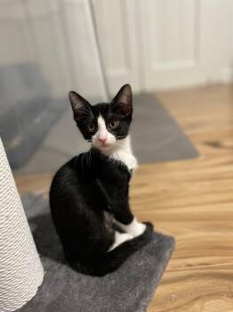 Domestic Short Hair Cats Available for Adoption in Sandy Springs, Georgia - Goose(berry) | PetCurious
