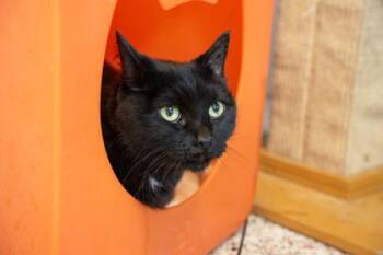 Daisy -  Domestic Short Hair Cat for Adoption in Golden Valley, Minnesota - Daisy | PetCurious