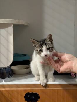 Geo 5.28.26 (med waiver) -  Domestic Short Hair Cat for Adoption in Apopka, Florida - Geo 5.28.26 (med Waiver) | PetCurious