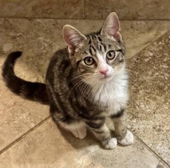 Danish -  Tabby and Domestic Short Hair Cat Available for Adoption in Garner, North Carolina - Danish | PetCurious