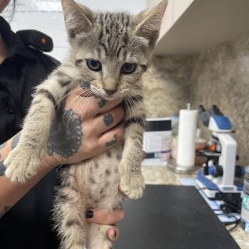 Kora -  Domestic Short Hair Cat for Adoption in Dickinson, Texas - Kora | PetCurious