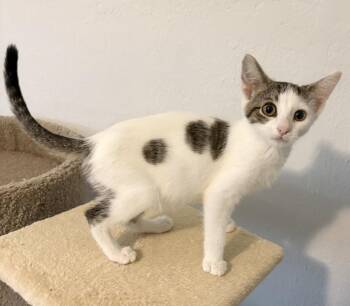 Rhea -  Domestic Short Hair Cat for Adoption in Rochester, Indiana - Rhea | PetCurious