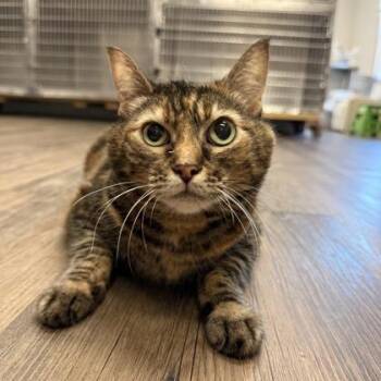 Mystical -  Domestic Short Hair Cat for Adoption in Fort Worth, Texas - Mystical | PetCurious