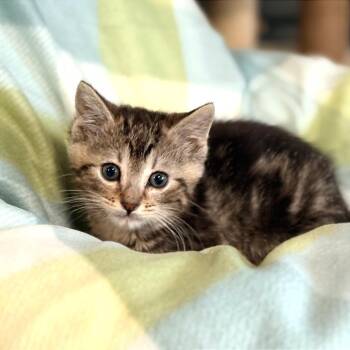Junior -  Domestic Short Hair Cat for Adoption in Blackfoot, Idaho - Junior | PetCurious