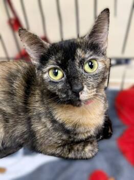 Carole -  Domestic Short Hair Cat for Adoption in Medina, Ohio - Carole | PetCurious
