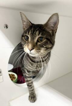 Pikachu -  Domestic Short Hair Cat for Adoption in Rochester, Indiana - Pikachu | PetCurious