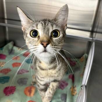 Sheets 29762 -  Domestic Short Hair Cat for Adoption in Middleburg, Florida - Sheets 29762 | PetCurious