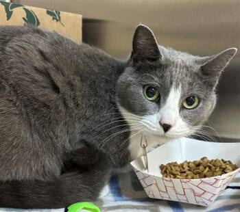LEXUS -  Domestic Short Hair Cat Available for Adoption in St. Louis, Missouri - LEXUS | PetCurious