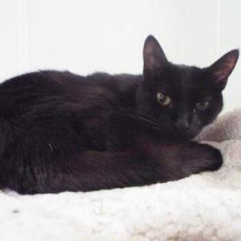 Rescue Domestic Short Hair Cats for Adoption in Green Valley, Arizona - Lucy Lu | PetCurious