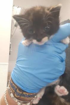 Rescue Domestic Short Hair Cats for Adoption in Gastonia, North Carolina - Beetle | PetCurious