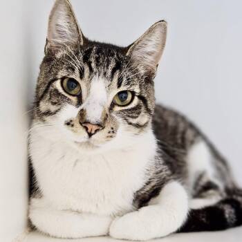 Shitake (bonded w/Shroom) -  Domestic Short Hair Cat for Adoption in Oakland, California - Shitake (bonded W/Shroom) | PetCurious