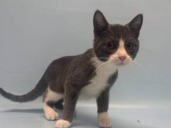 Hot Tub -  Domestic Short Hair Cat for Adoption in Golden Valley, Minnesota - Hot Tub | PetCurious