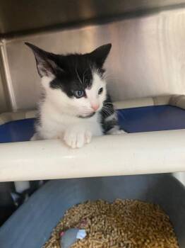 Domestic Short Hair Cats Available for Adoption in Hopkinsville, Kentucky - Monday | PetCurious