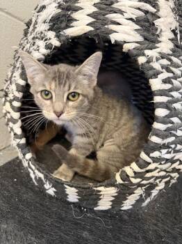 Blanche -  Domestic Short Hair Cat for Adoption in Ontario, California - Blanche | PetCurious