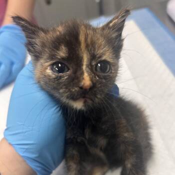 Bella -  Domestic Short Hair Cat for Adoption in Summerville, South Carolina - Bella | PetCurious