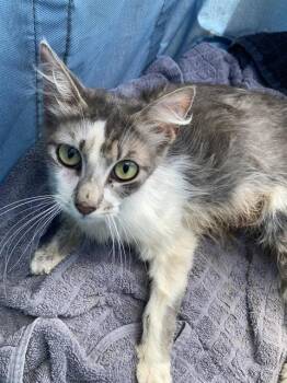 KATTIE -  Domestic Medium Hair Cat for Adoption in Dallas, Texas - KATTIE | PetCurious