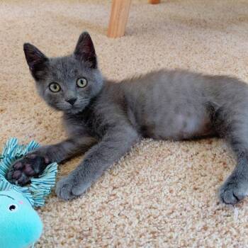 Goodwill -  Domestic Short Hair Cat for Adoption in Winston-salem, North Carolina - Goodwill | PetCurious