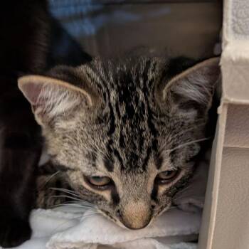Grohl -  Domestic Short Hair Cat Available for Adoption in Fairport, New York - Grohl | PetCurious