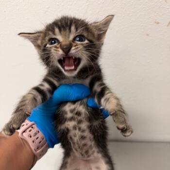 Xioni X1 -  Domestic Short Hair Cat Available for Adoption in Edinburg, Texas - Xioni X1 | PetCurious