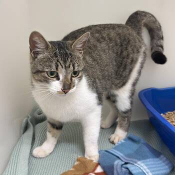 Domestic Short Hair Cats Available for Adoption - Megatron | PetCurious